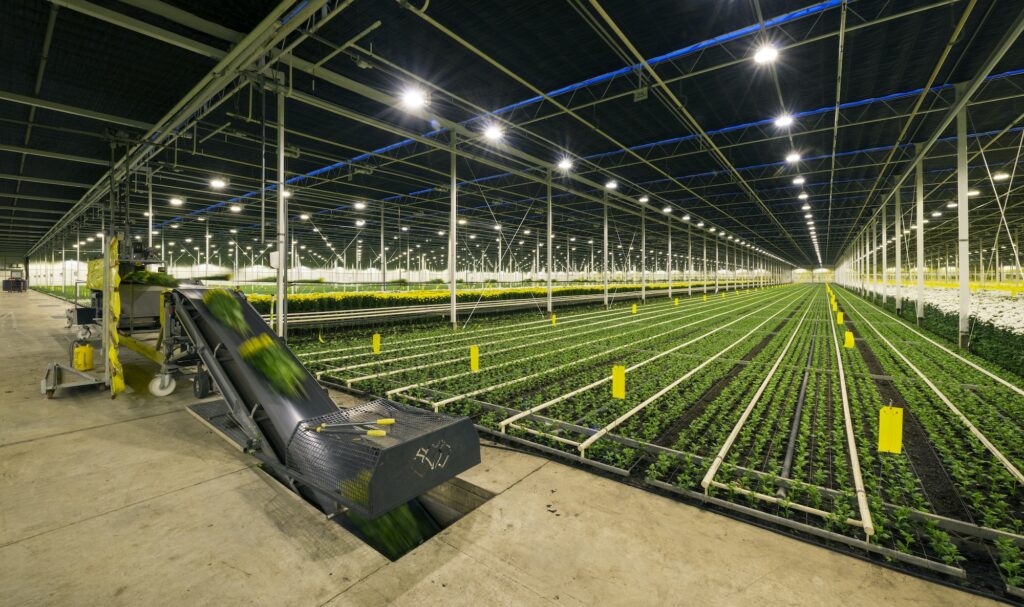 Greenhouse specialised in growing Chrysanthemums, Ridderkerk, zuid-holland, Netherlands