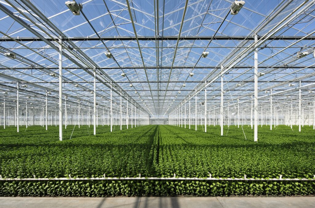 Growing chrysanthemums in modern Dutch greenhouse, Maasdijk, Zuid-Holland, Netherlands