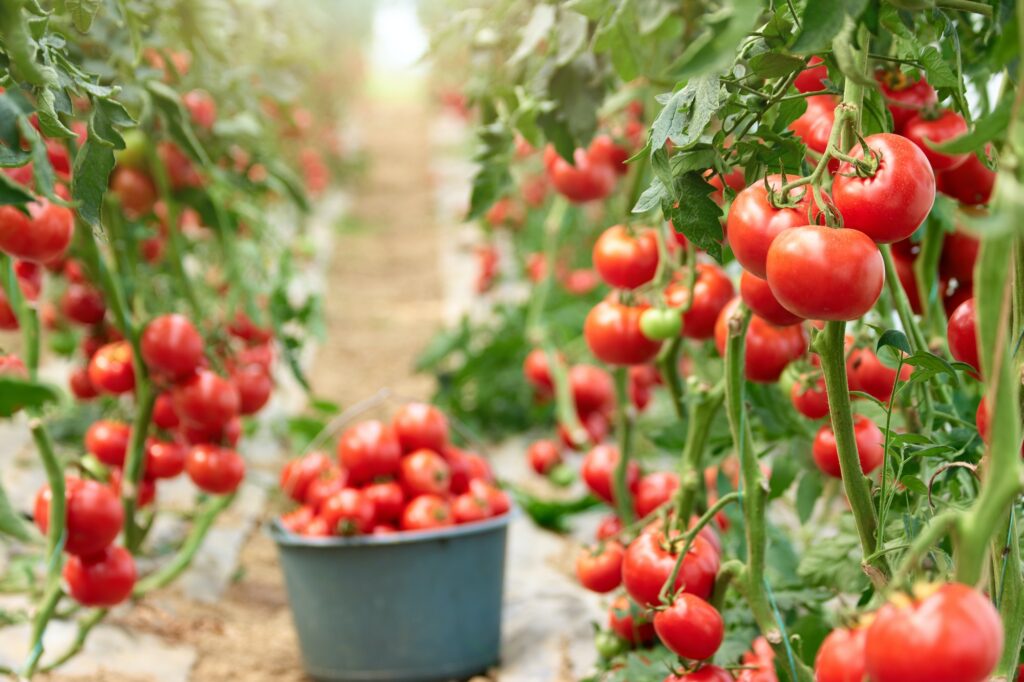 Ripe tomatoes in greenhouse ready to pick.